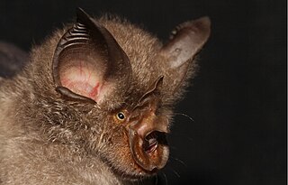 Smitherss horseshoe bat Species of bat