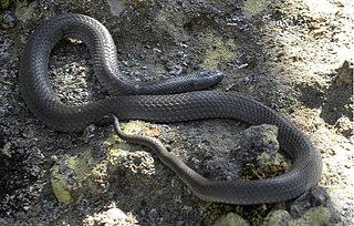 <i>Cryptophis nigrescens</i> Species of snake