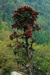 Tall specimen near Thrashigyangtze, Eastern Bhutan