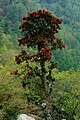 Rhododendron arboreum Thrashigyangtze.jpg