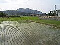 Rice fields in Namwon.jpg
