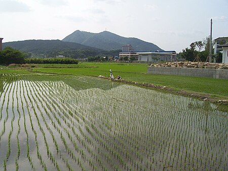 Tập_tin:Rice_fields_in_Namwon.jpg