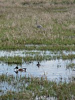 Ridgefield National Wildlife Refuge