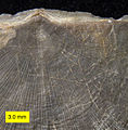 Ropalonaria venosa, an etching trace fossil of a Late Ordovician ctenostome bryozoan; Cincinnatian of southeastern Indiana.