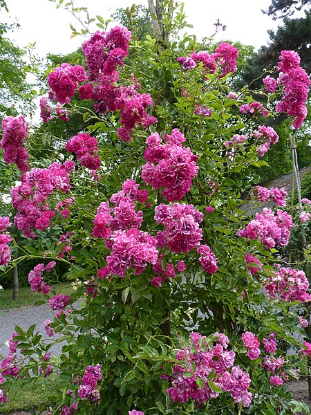 File:Rosa 'Purpurtraum' 2.jpg