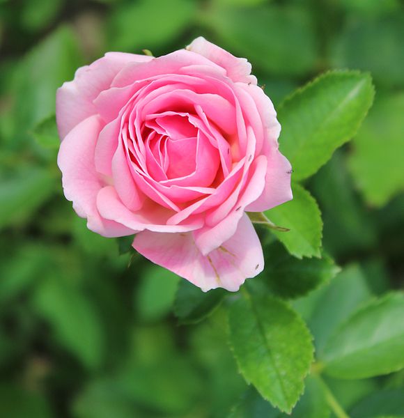 File:Rosa Europas Rosengarten.jpg