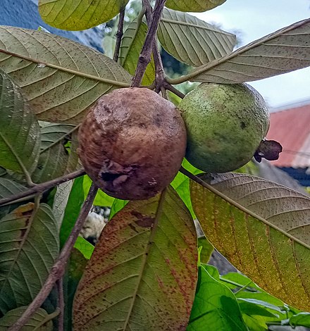 A rotten guava problem in Bangladesh