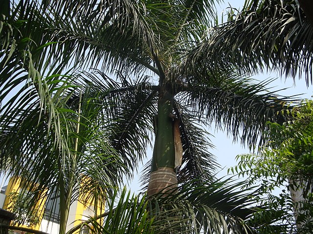 Two Roystonea regia specimens. The characteristic crownshaft and apex shoot, or 'spear', are visible.