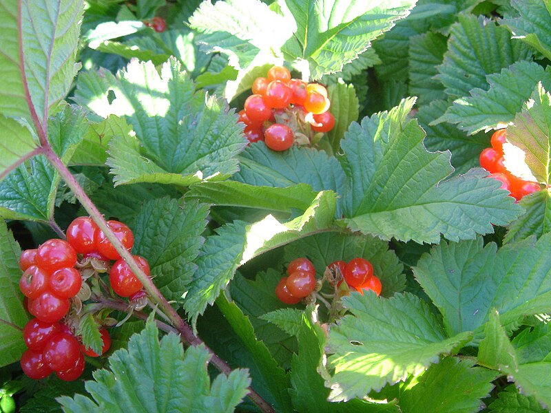 File:Rubus saxatilis fruits 1.jpg