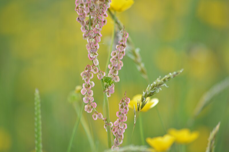 File:Rumex scutatus in Nationaal Park Drentsche Aa.jpg