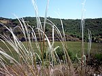 Kavyl Ivanův (Stipa pennata, synonymum Stipa joannis)