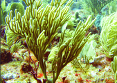 Image composite de l'atoll sous-marin de Saba Bank (rognée) .png