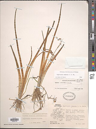 <i>Sagittaria demersa</i> Species of aquatic plant