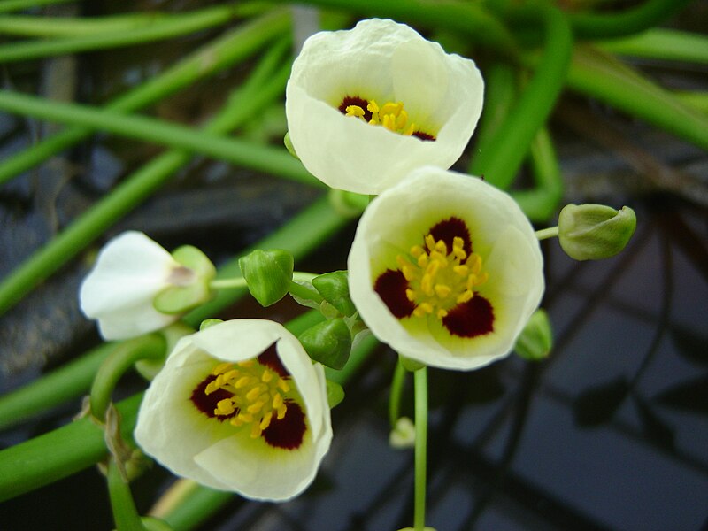 File:Sagittaria montevidensis 002.JPG