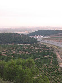 Vergers d'orangers, région de Sagonte (Valence, Espagne)
