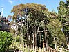 Sajigami shrines Shidare-Akashide C.JPG