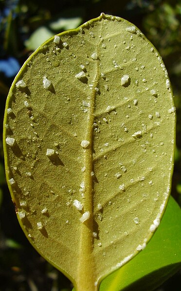 Mangrove leaf with salt crystals