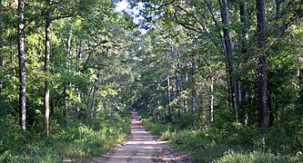 A forest road in Sam Houston National Forest, San Jacinto County, Texas, USA (October 2017)