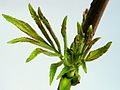 * Nomination Young leaves of Sambucus racemosa --Bff 11:49, 19 April 2011 (UTC) * Decline  Oppose Too much background noise. --Archaeodontosaurus 14:42, 19 April 2011 (UTC)