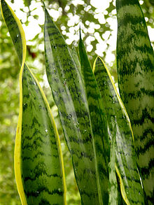 Sansevieria trifasciata Closeup 2448px.jpg