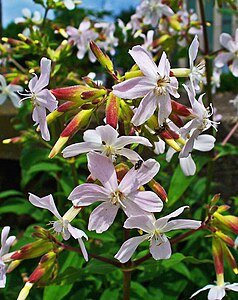 Saponaria officinalis Inflorescence