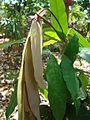 Splihlé mladé listy saraky indické (Saraca indica)