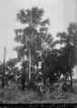 Satta palmsvegetation på slätten på vägen till s-te Marie. S-te Marie de M. Madagaskar - SMVK - 021763.tif