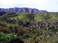 Forêt sèche de niaoulis, en Nouvelle-Calédonie.