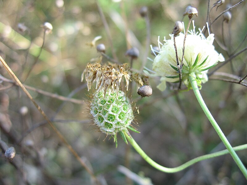 File:Scabiosa ochroleuca fruit.jpg