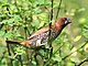 Scaly breasted Munia I IMG 4769.jpg