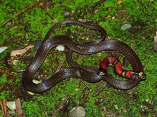 <i>Scaphiodontophis annulatus</i> Species of snake