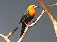 Blackbird, Scarlet-headed Amblyramphus holosericeus