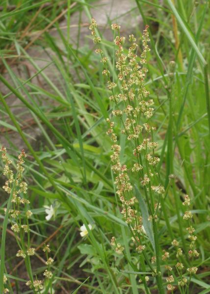 File:Schapenzuring bloeiwijze Rumex acetosella.jpg