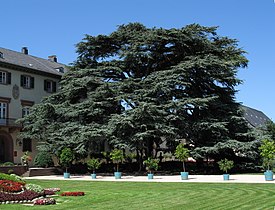 Cedrus libani (Lebanon Cedar)