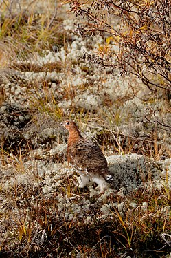 Ptarmigan during Indian Summer in the Yukon, Canada