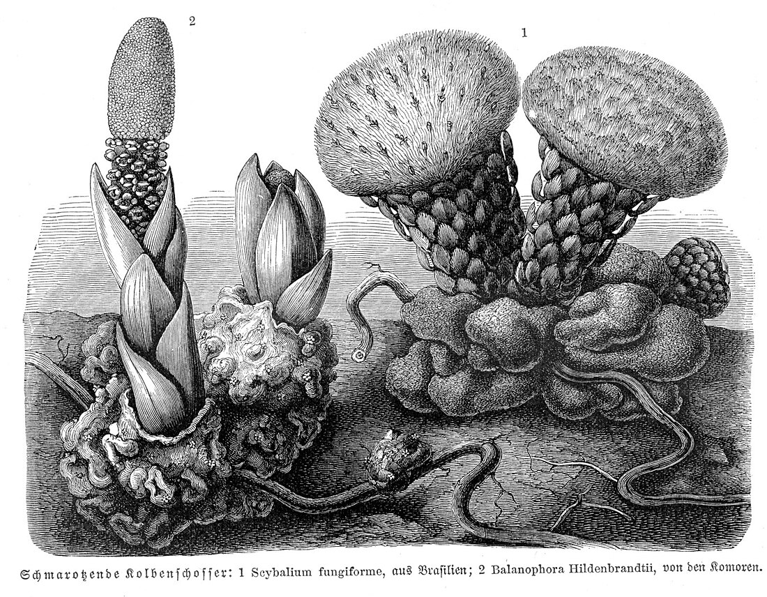 Balanophoraceae