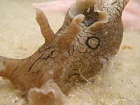 A sea hare Sea hare2, Aplysia dactylomela, 12 04 2009 2-00pm.jpg