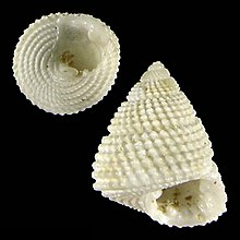 Seashell Chilodonta suduirauti.jpg