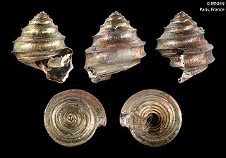 <i>Seguenzia wareni</i> Species of gastropod