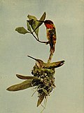 Thumbnail for File:Selasphorus sasin 1905.jpg