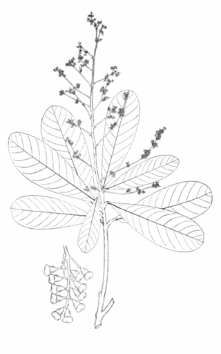 <i>Semecarpus cuneiformis</i> Species of plant in the family Anacardiaceae