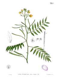 Senna occidentalis, illustration botanique.