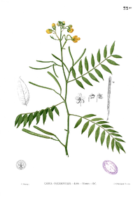 Senna occidentalis