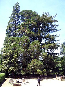 Sequoia del Noguer, Viladrau (Sequoiadendron giganteum).jpg