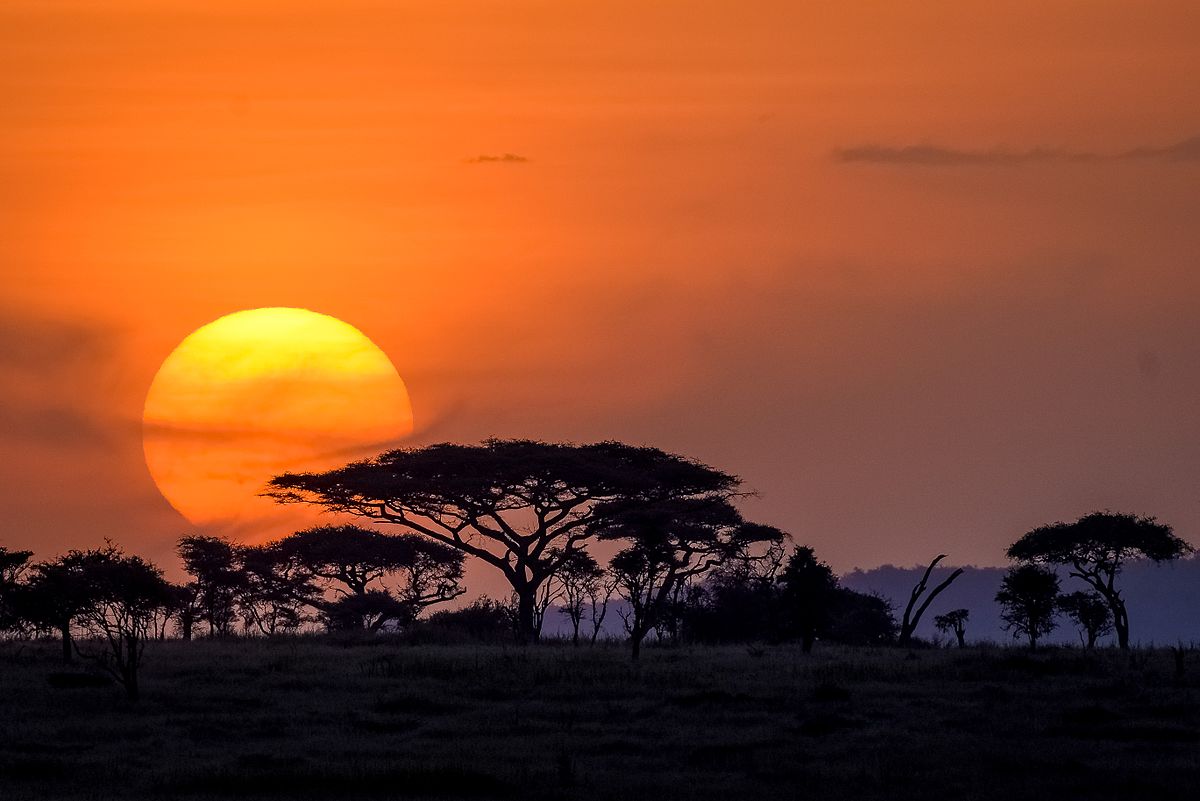 Stunning silhouettes show animals of Africa at sunrise and sunset - BBC News