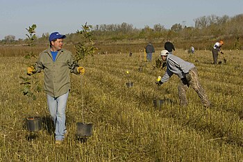 Plantar árboles - Wikipedia, la enciclopedia libre