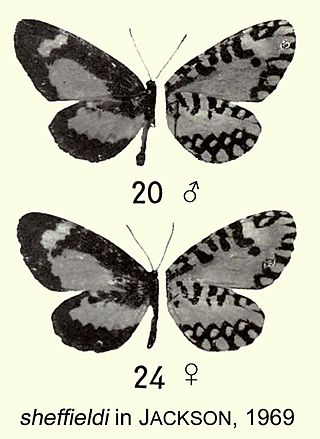 <i>Telipna sheffieldi</i> Species of butterfly