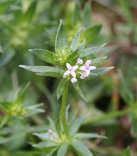 <i>Sherardia</i> genus and specie of flowering plant