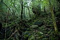 白谷雲水峡の森