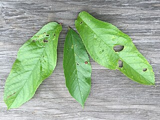 Shot hole disease Fungal disease of plants